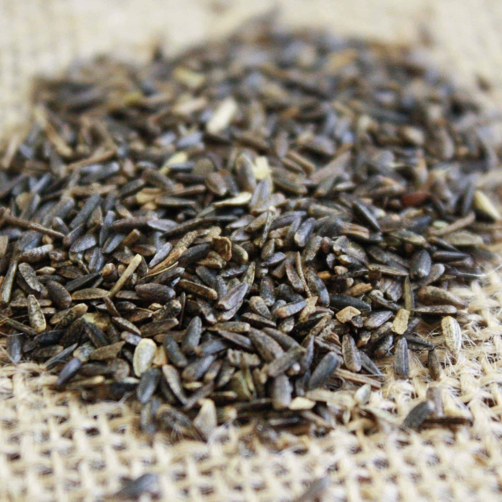 MAXIMILIAN SUNFLOWER Douglass King Seeds